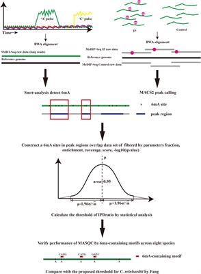 MASQC: Next Generation Sequencing Assists Third Generation Sequencing for Quality Control in N6-Methyladenine DNA Identification